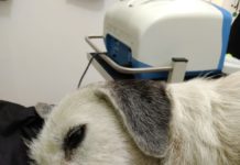 Piden acelerar reglamento de protección animal