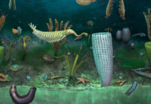 Descubren un ‘mundo enano marino’ que tiene más de 460 millones de años