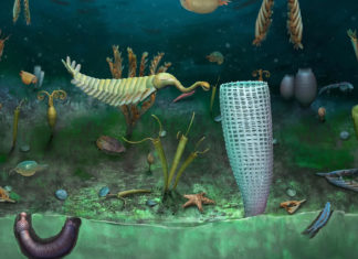 Descubren un ‘mundo enano marino’ que tiene más de 460 millones de años