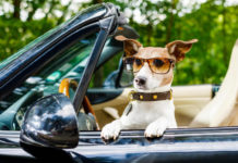 Conductor ebrio pone al volante a su perro para evitar multa