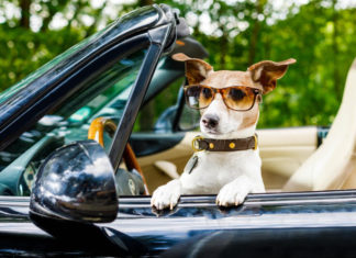 Conductor ebrio pone al volante a su perro para evitar multa