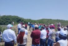 Reforesta SEDUMA con mangle playa La Pesca