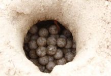 Otorga Federación permisos a Tamaulipas para operar dos campamentos tortugueros