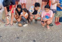 Inicia viaje tortuga lora desde Tamaulipas