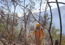 Permanentes acciones de contención y extinción de incendios forestales en Tamaulipas