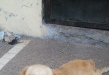 Hasta 6 años de prisión por delito de maltrato, crueldad y privación de la vida de un animal