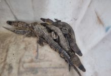 Piden a Profepa actuar más rápido para evitar afectaciones en cocodrilos por altas temperaturas