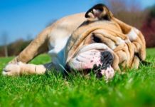 Se registran también golpes de calor en mascotas