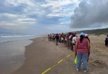 Liberan crías de tortugas en Miramar