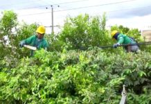 Para evitar perjuicios en las redes eléctricas recomiendan tenerlas despejadas