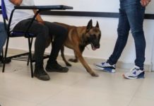 Binomios caninos realizan inspecciones en centros educativos