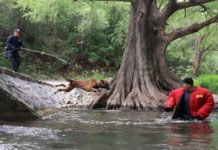 Binomios caninos de la Guardia Estatal reciben capacitación especializada