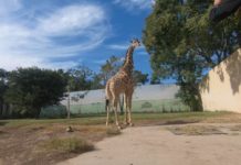 Concluye etapa de intercambio de la jirafa Rafa en Zoológico Tamatán