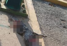 Atropellan a cocodrilo en corredor urbano Luis Donaldo Colosio