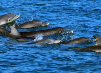 Las madres delfines hablan con sus crías en ‘lenguaje materno’, igual que las mujeres con sus bebés