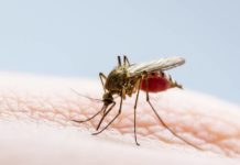 El dengue avanza se confirman 24 casos