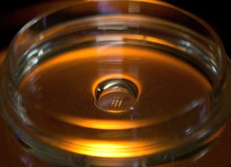 Crean los primeros embriones humanos sintéticos a partir de células madre