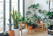 ¡Qué agusticidad! Estas 9 plantas absorben el calor y te ayudarán a refrescar tu casa