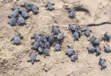 Libera Tamaulipas más de 52 mil crías de tortuga lora