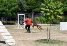 Desempeñan elementos caninos labor destacada dentro de la Guardia Estatal