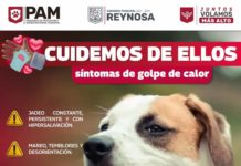 Exhorta Gobierno de Reynosa a cuidar mascotas ante ola de calor