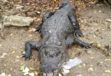 Exhortan a turistas a respetar hábitat de cocodrilos