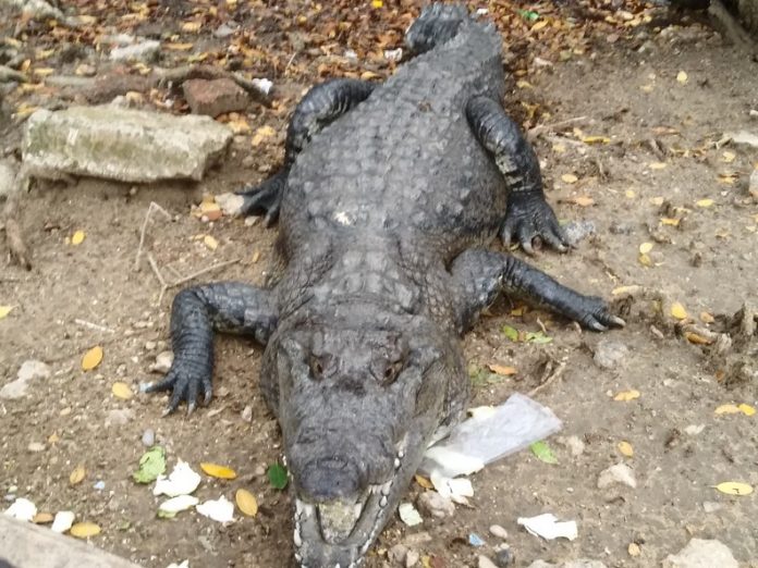 Cocodrilos Tampico (2)