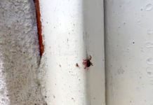 Crecimiento de pulgas y garrapatas por causa de las altas temperaturas de calor