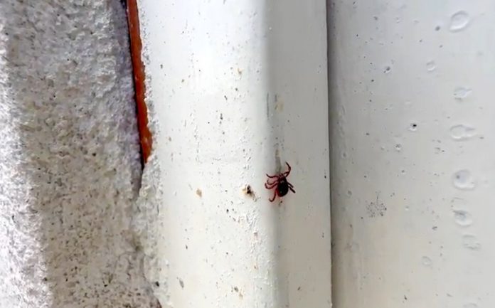 Crecimiento de pulgas y garrapatas por causa de las altas temperaturas de calor