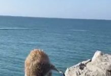 Detectan a mapache tomando cerveza, por falta de agua.