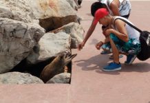 Reportan dos agresiones por mapaches a dos personas