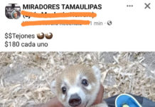 Continúa venta de animales de vida silvestre