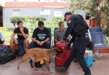 Binomios caninos de la Guardia Estatal redoblan vigilancia en Central de Autobuses