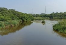 Cocodrilos se van de “visita” a la Industria