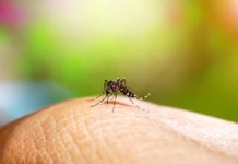 Ahora el dengue; 739 sospechosos y 40 casos confirmados