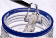 Los ratones transparentes que podrían mejorar los medicamentos contra el cáncer