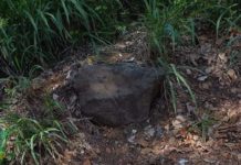 Conteo de cocodrilos saldría a muy alto costo