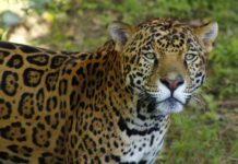 Fortalece SEDUMA programa de protección y preservación del jaguar