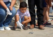 Reciben infantes útiles escolares y apoyan liberación de crías de tortugas marinas en Tamaulipas