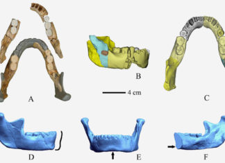 Descubren en China los restos de lo que podría ser una tercera especie de humano antiguo