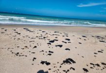 Vigilan Gobierno Federal y SEDUMA presencia de hidrocarburo en playas de Tamaulipas