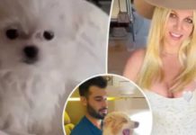Britney Spears tiene nueva mascota, tras acuerdo de custodia de sus perros