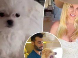 Britney Spears tiene nueva mascota, tras acuerdo de custodia de sus perros