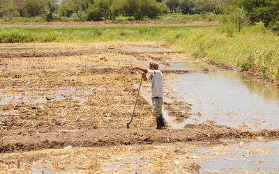 Campo lagunero