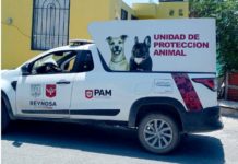 En Tamaulipas el abandono y agresión de mascotas se castiga con cárcel