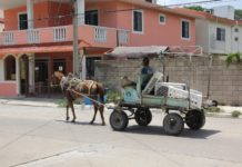 Operativo de retiro de caballos es para protegerlos: AOK