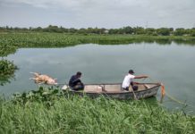 Encuentran cocodrilo muerto en la laguna La Ilusión