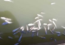 COEPRIS supervisa que peces muertos de canal de la cortadura no se comercialice