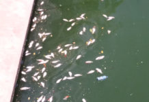 Mortandad de peces en el Canal de la Cortadura