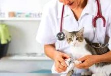 Invitan a ciudadanos esterilizar a sus gatitos y perritos
